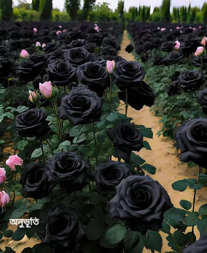 Hoa hồng Halfeti 